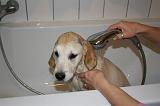 BAIN - GOLDEN RETRIEVER 058